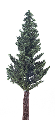 Dollhouse miniature LODGEPOLE PINE TREE ON SPIKE, 10"